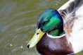 /album/bildgalleri-bildgalleri/a11140257-484291795057088-8252267006211514201-n-jpg/