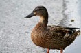 /album/bildgalleri-bildgalleri/img-8259-jpg/