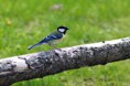 /album/bildgalleri-bildgalleri/img-8370-jpg/